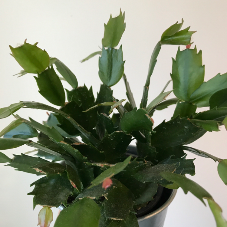 false Christmas Cactus with segmented green leaves in a pot.