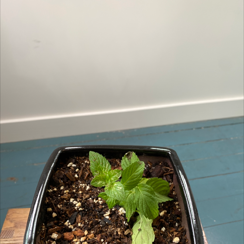 Potted Spearmint plant with green leaves in a black pot, soil visible.