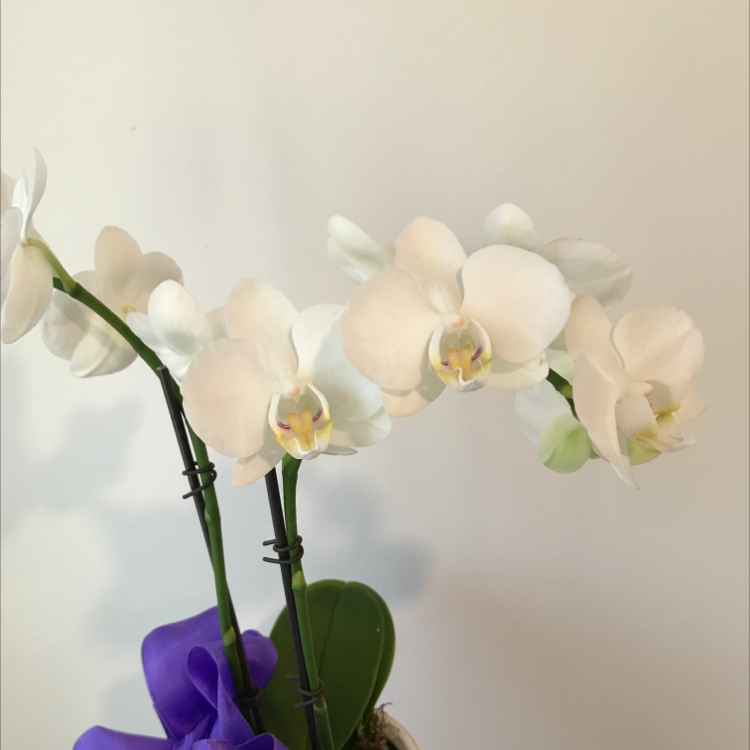 Phalaenopsis Orchid with white flowers and a purple ribbon.