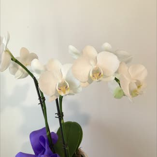 Phalaenopsis orchid plant in Felton, California