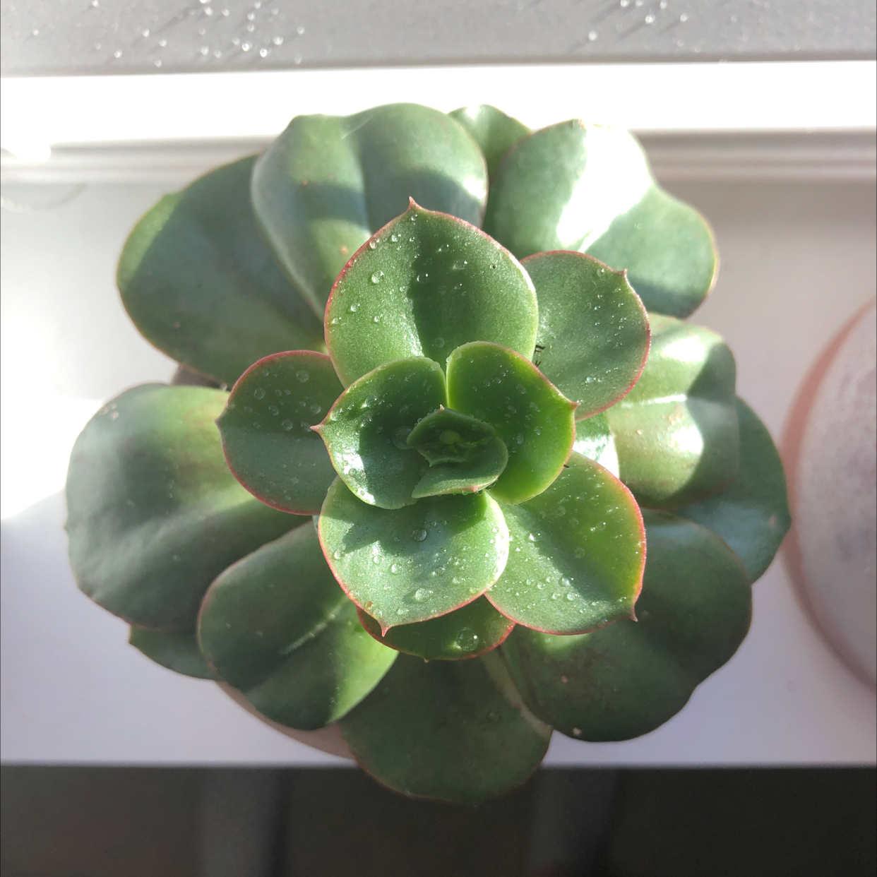 Top view of a healthy Blue Echeveria succulent with water droplets on its leaves.