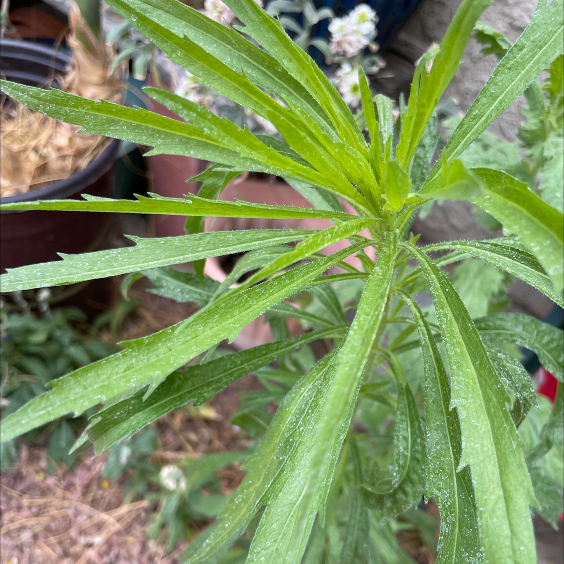 Image of a healthy Canadian Fleabane plant with elongated, narrow green leaves.
