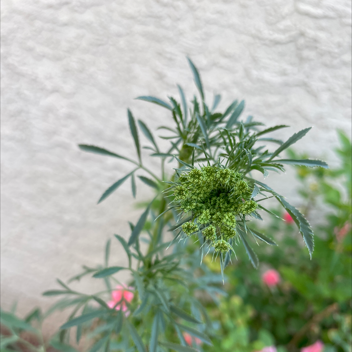 Wild Carrot plant with finely divided leaves and green flower buds against a neutral wall.