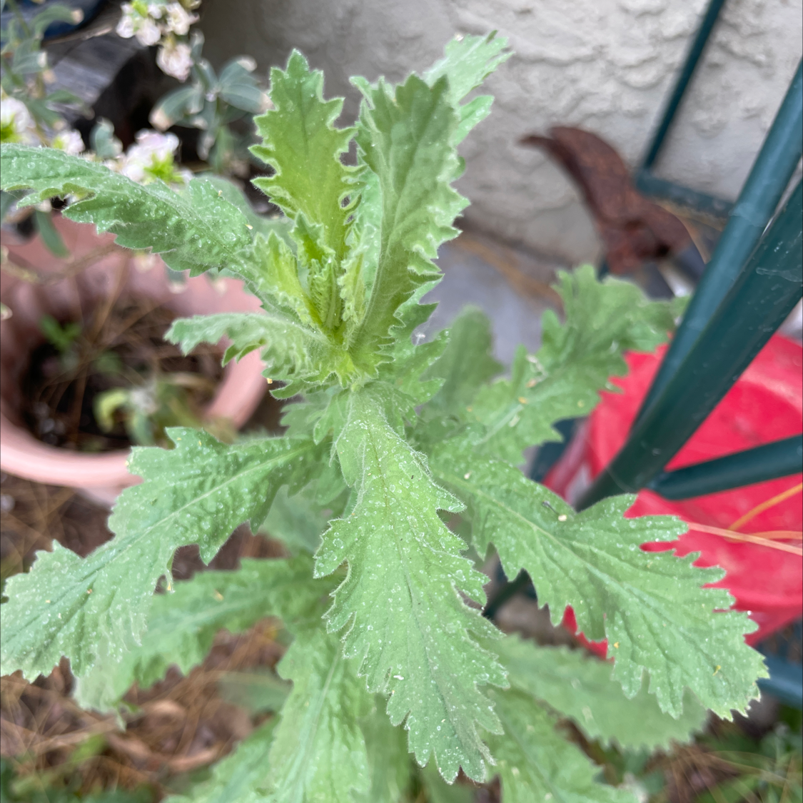 Photo of the plant species Coulter's Woolwort by @LitheLentil named Your plant on Greg, the plant care app