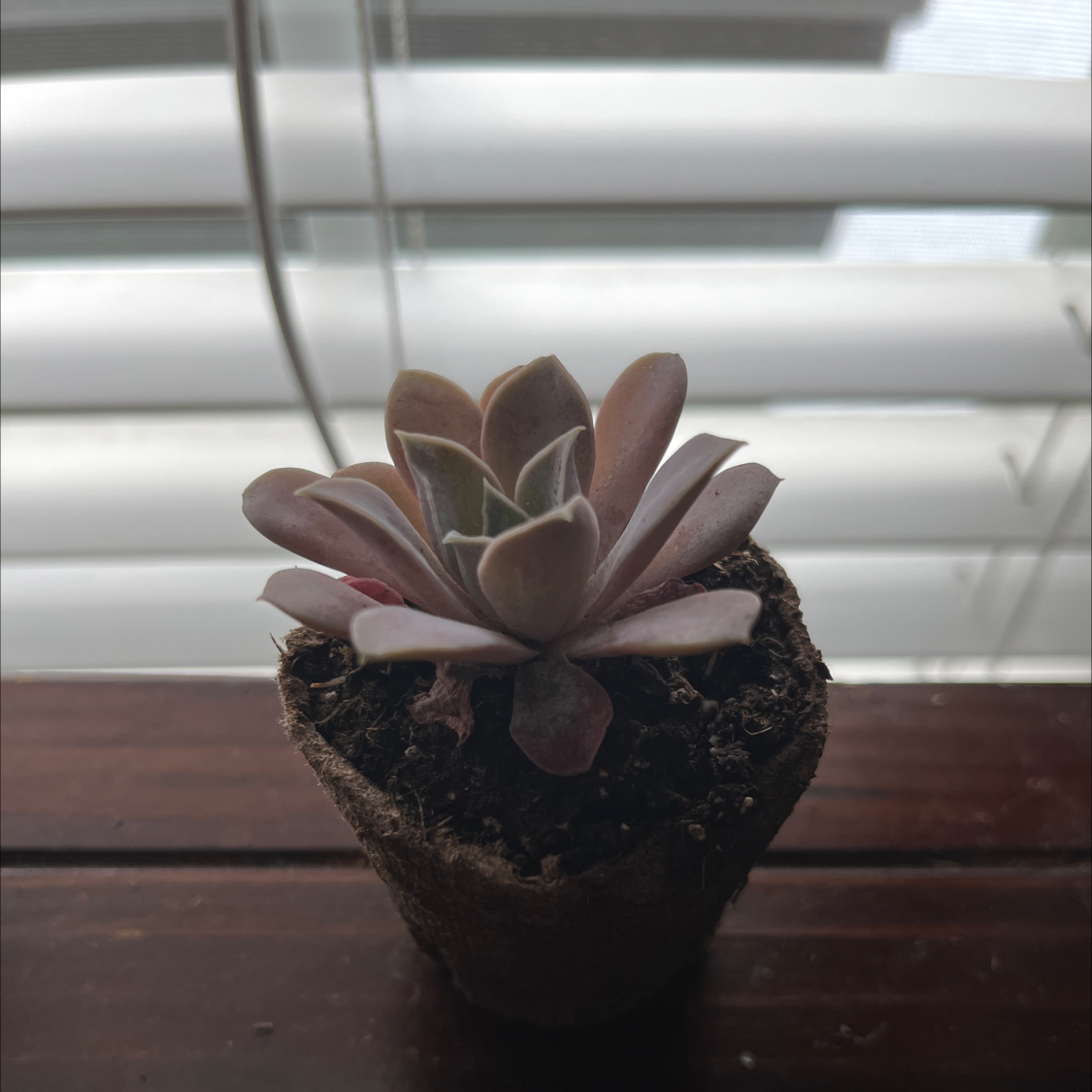 Photo of the plant species Shattering Echeveria by @FreshMaylily named Echeveria on Greg, the plant care app