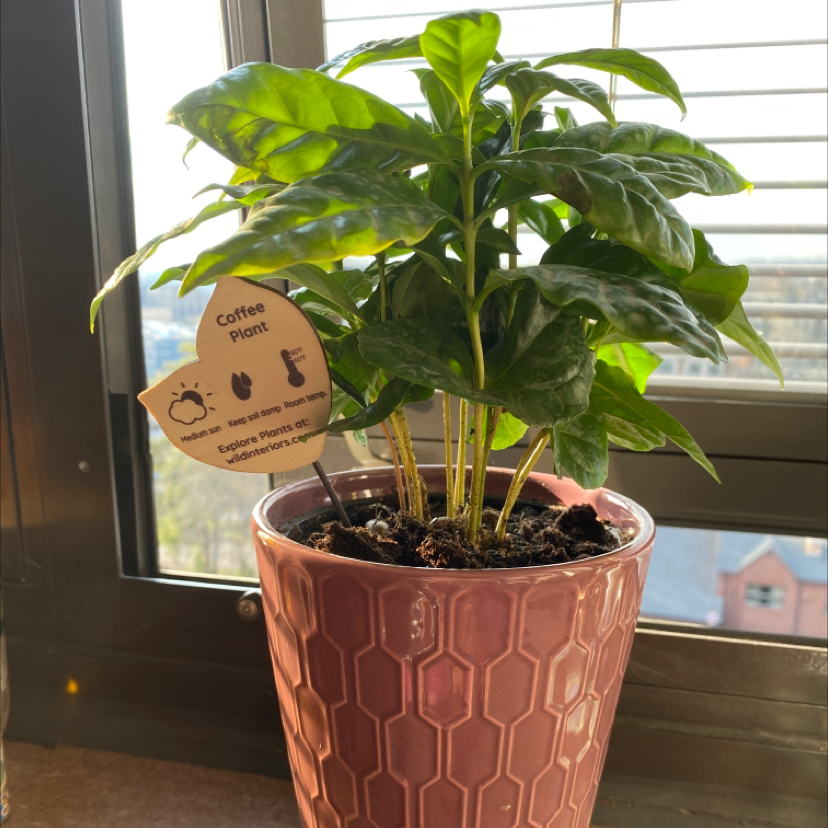 Arabian Coffee Plant plant photo by @Sjobkar1 named Terrance  jones on Greg, the plant care app.