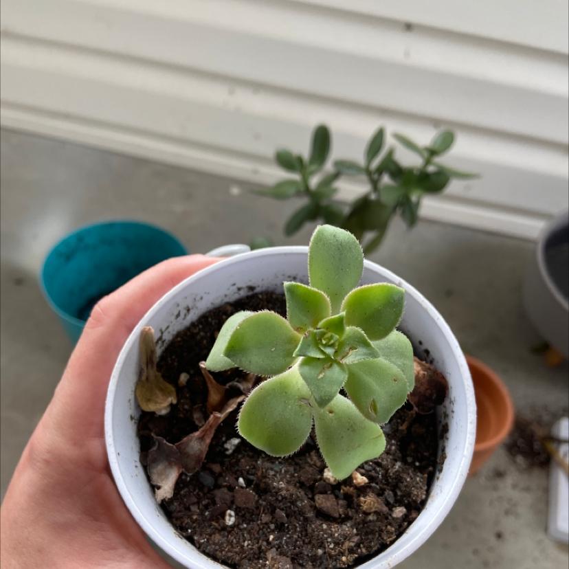 Haworth's Aeonium in a white pot held by a hand, with visible soil and slight leaf discoloration.