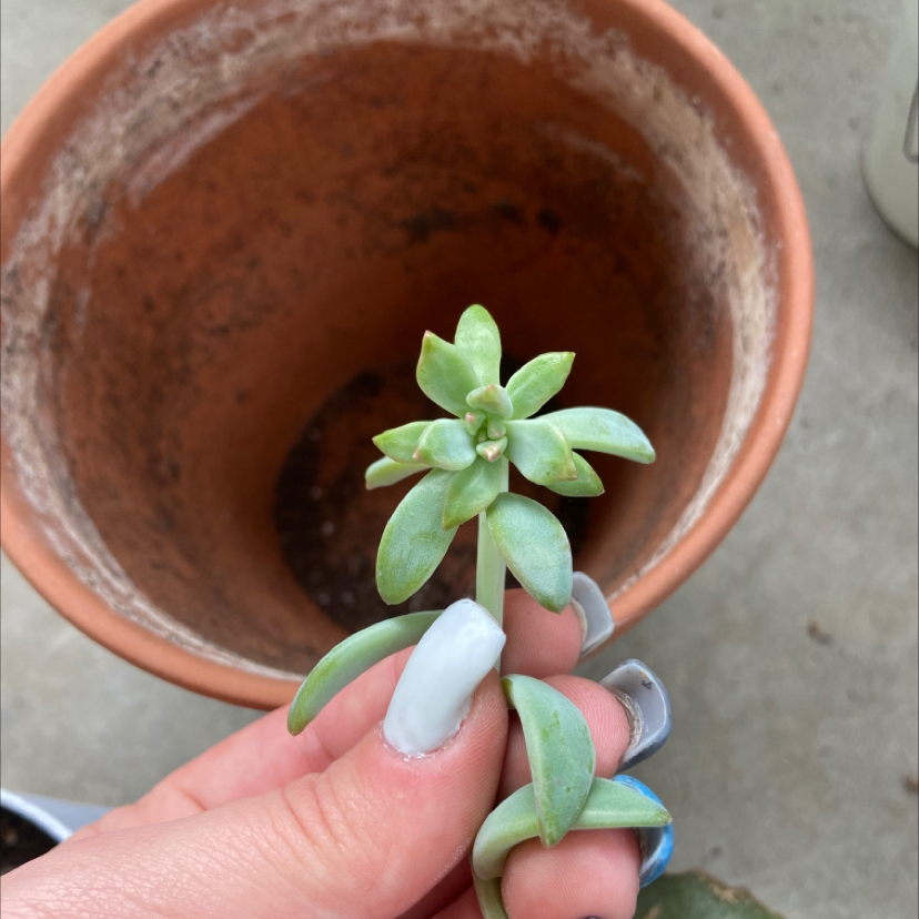 Crassula mesembryanthemoides succulent held by a hand with a terracotta pot in the background.