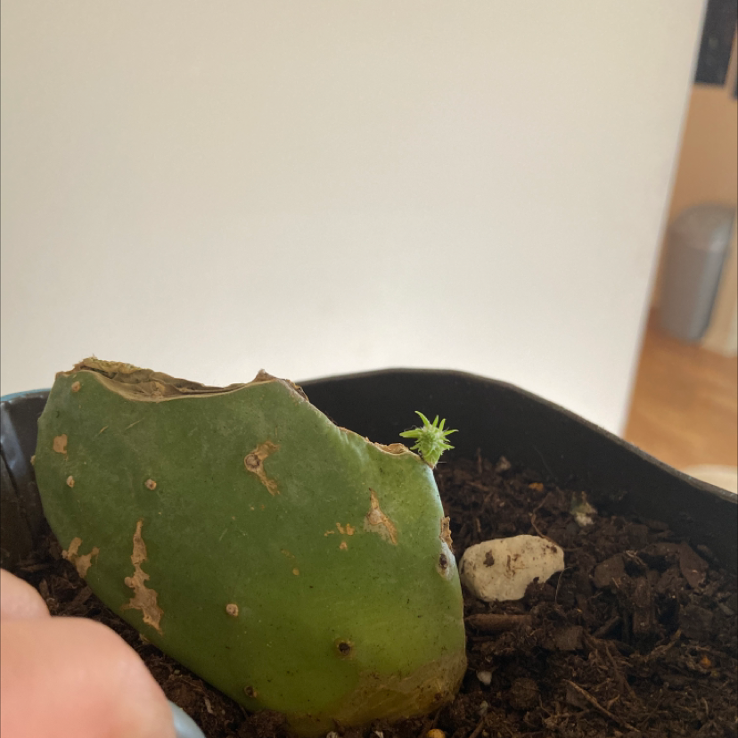 Barbary Fig plant in a pot with visible soil, showing some damage and new growth.