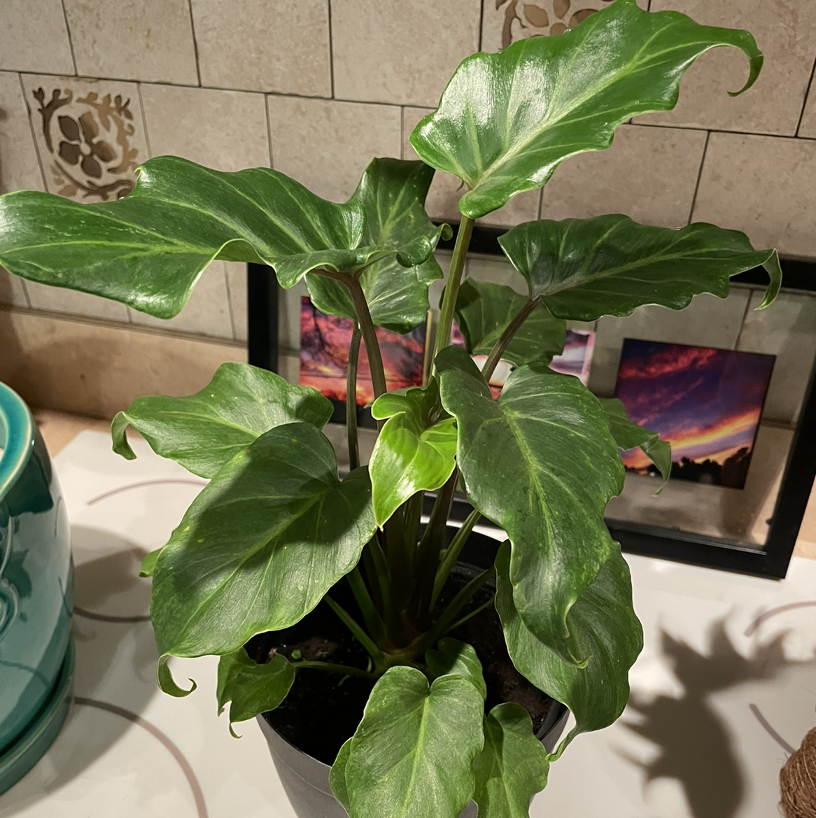 Healthy Chinese Taro plant with vibrant green heart-shaped leaves in a tiled room with colorful painting in background.