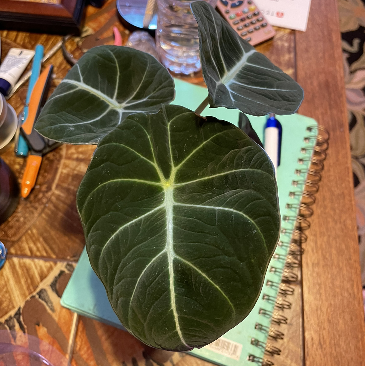 Photo of the plant species Black Velvet Alocasia by @taryn named Velvet on Greg, the plant care app