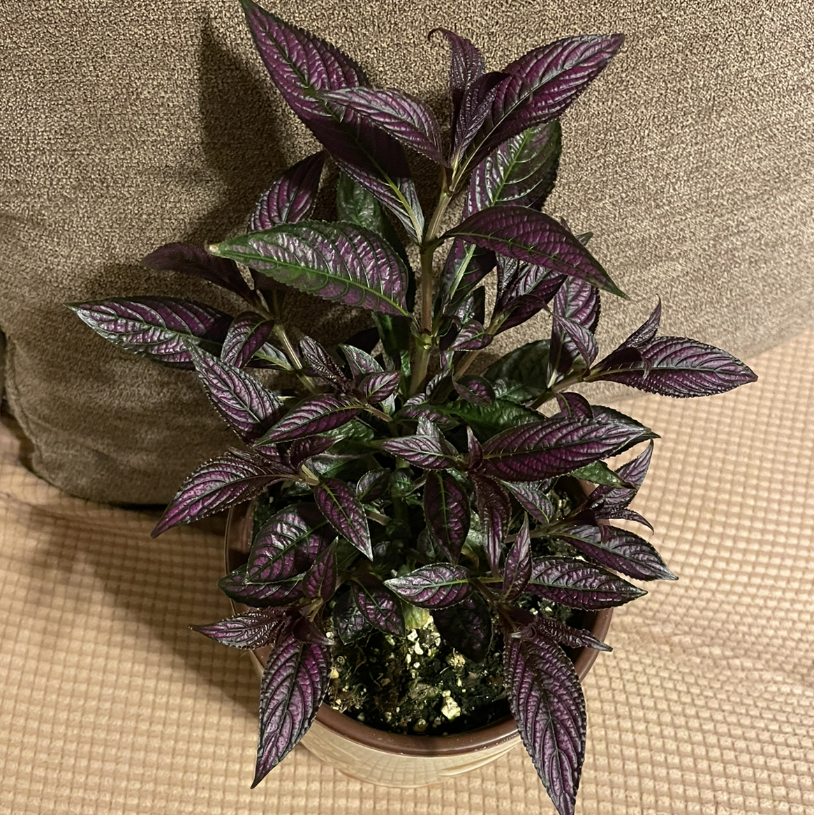 Healthy Persian Shield plant with vibrant purple and green leaves in a pot.