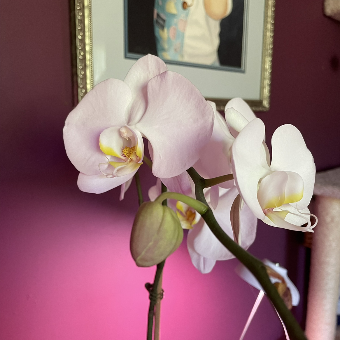 Photo of the plant species Aphrodite's Phalaenopsis by @taryn named Aphrodite on Greg, the plant care app