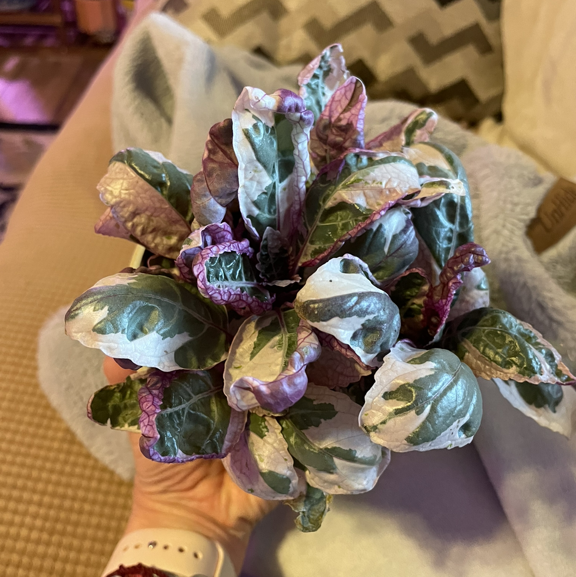 Purple Waffle Plant with variegated leaves held by a hand.