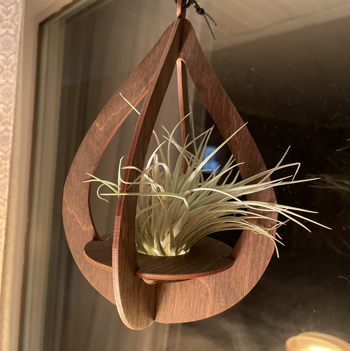Photo of the plant species Spreading Airplant by @taryn named Achilles on Greg, the plant care app