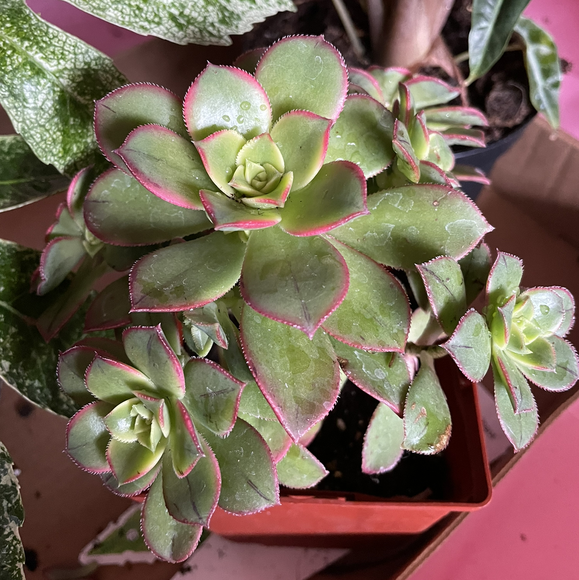 Haworth's Aeonium with green leaves edged in pink, healthy and well-framed.
