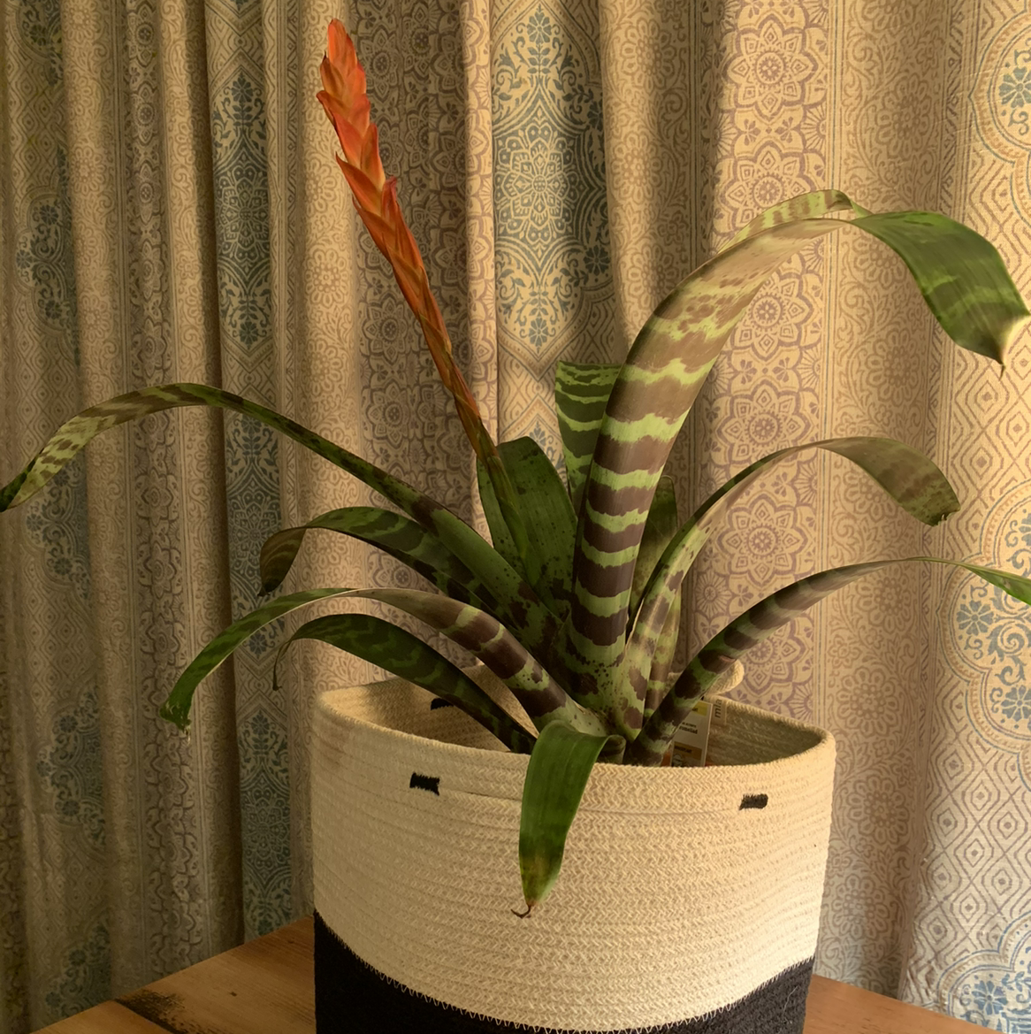 Flaming Sword Bromeliad with a red flower spike and green striped leaves in a woven basket indoors.