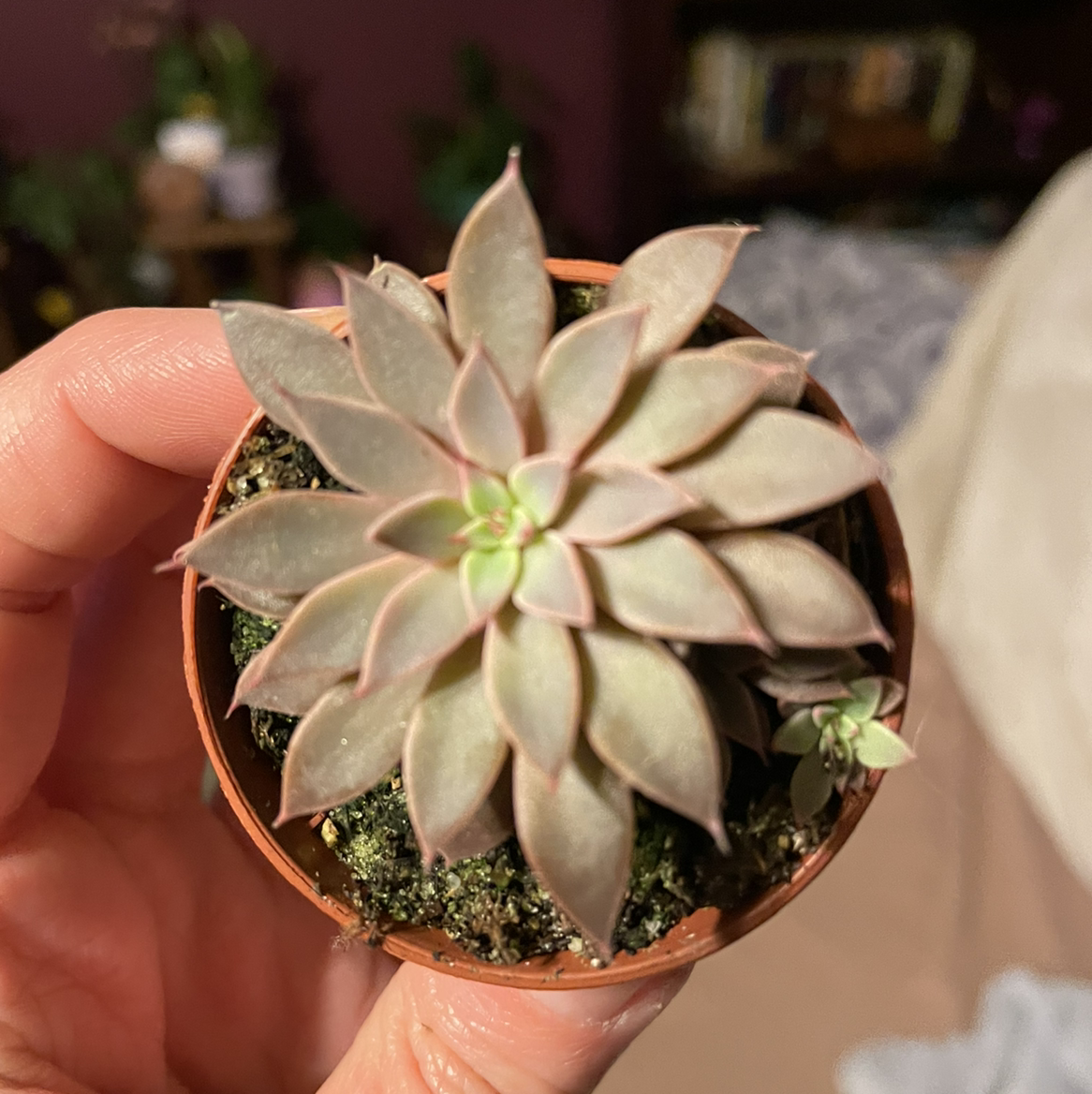 Photo of the plant species Echeveria cuspidata Rose by @taryn named Blanca on Greg, the plant care app
