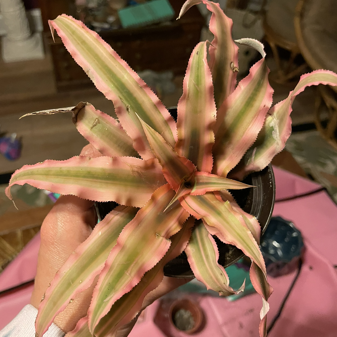 Earth Stars plant with pink and green variegated leaves held in a hand.