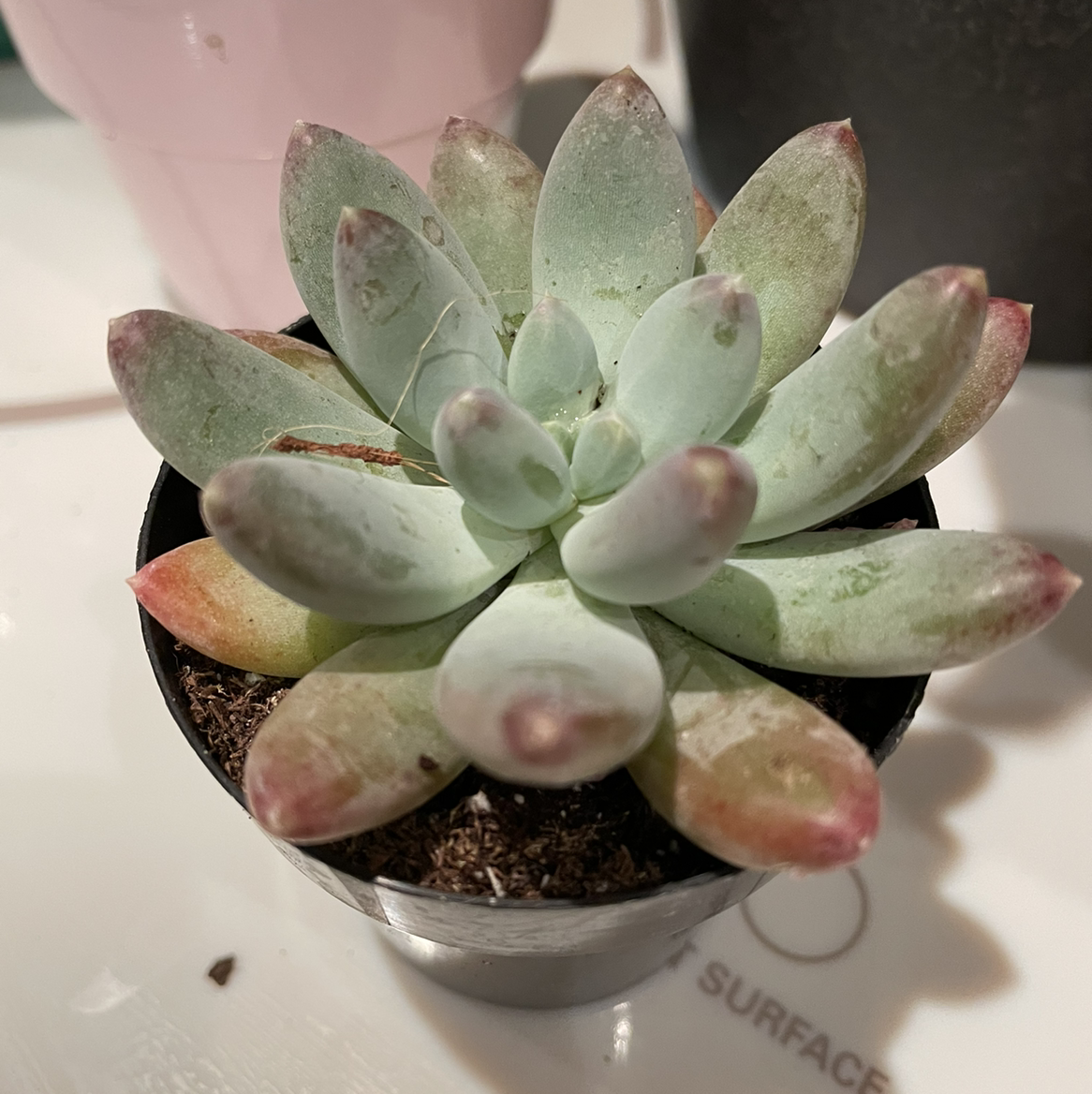 Photo of the plant species Pachyphytum 'Dr. Cornelius' by @taryn named Doc on Greg, the plant care app