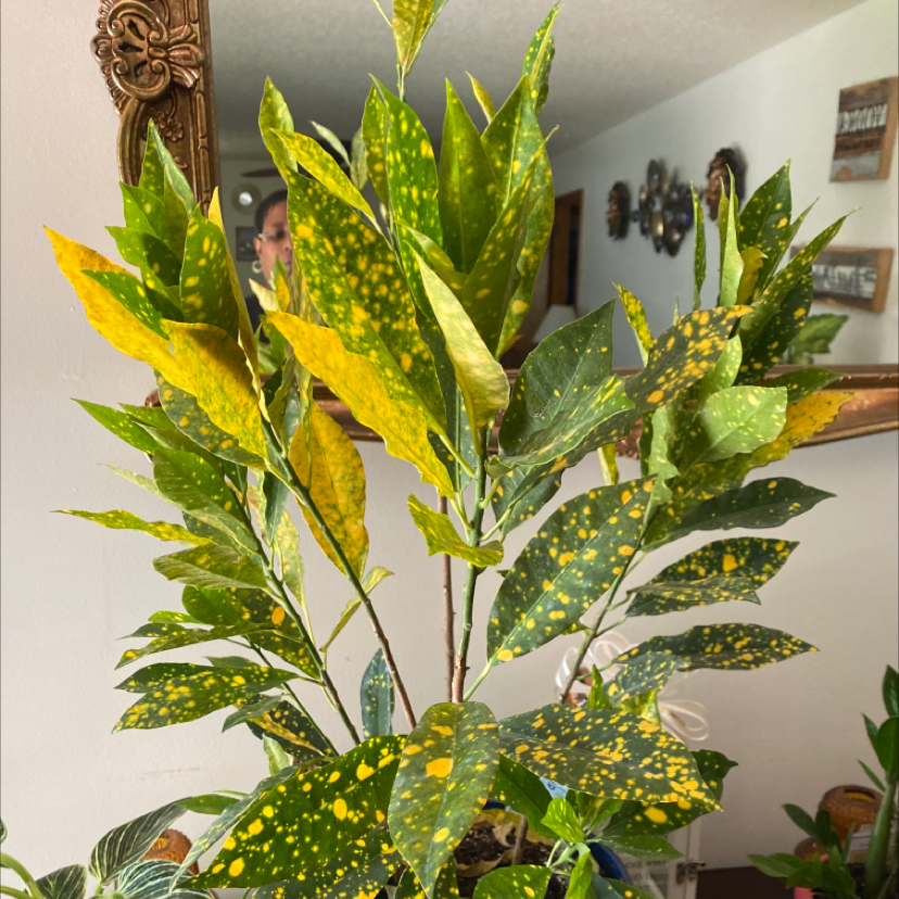 Healthy Japanese Laurel plant with glossy variegated leaves in green and yellow, well-framed close-up view indoors.