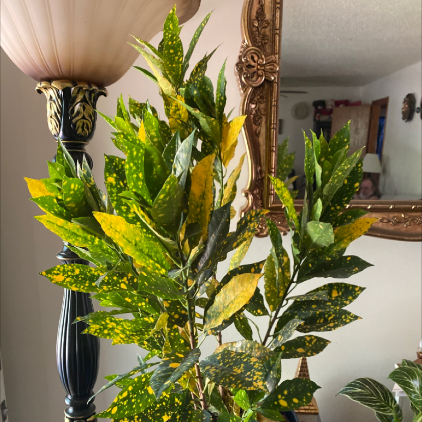 A healthy, thriving Croton houseplant with colorful variegated leaves in an indoor living space in front of an ornate mirror.