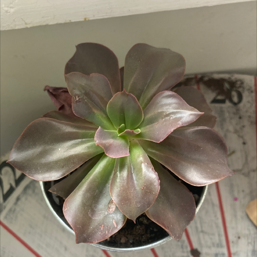 Photo of the plant species Echeveria 'Party Dress' by Alexandria named Kanye on Greg, the plant care app