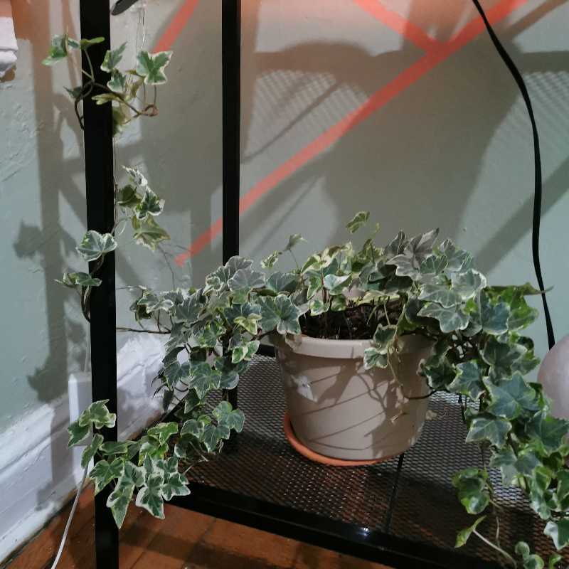 Variegated ivy plant in a pot on a shelf, healthy with green and white leaves.