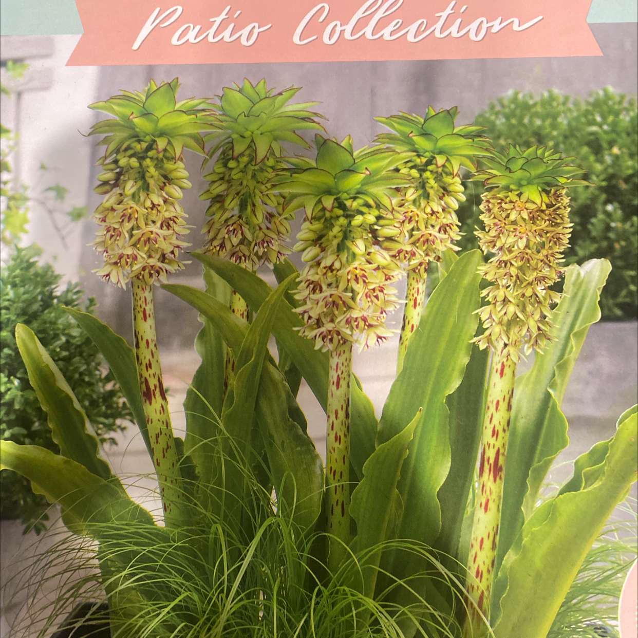 Photo of the plant species Man Orchid by @ShrewdRiberry named Pinapple on Greg, the plant care app