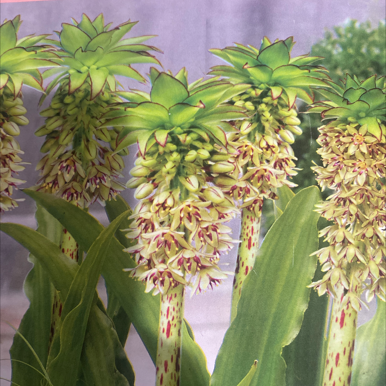 Photo of the plant species Pineapple lily by @ShrewdRiberry named Pinapple 2 on Greg, the plant care app