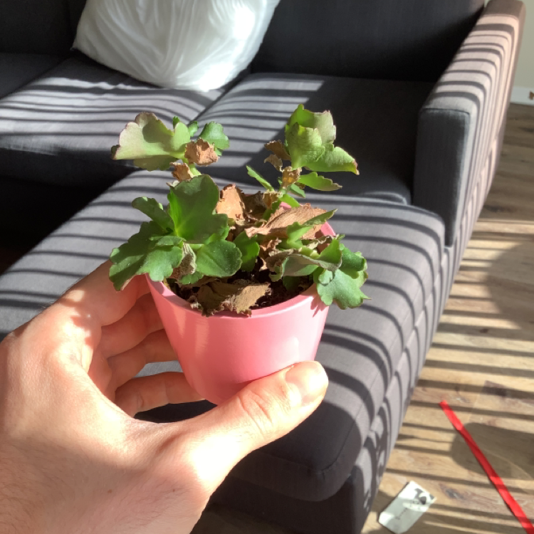 Florist Kalanchoe plant photo by @dionigi named Phoenix on Greg, the plant care app.