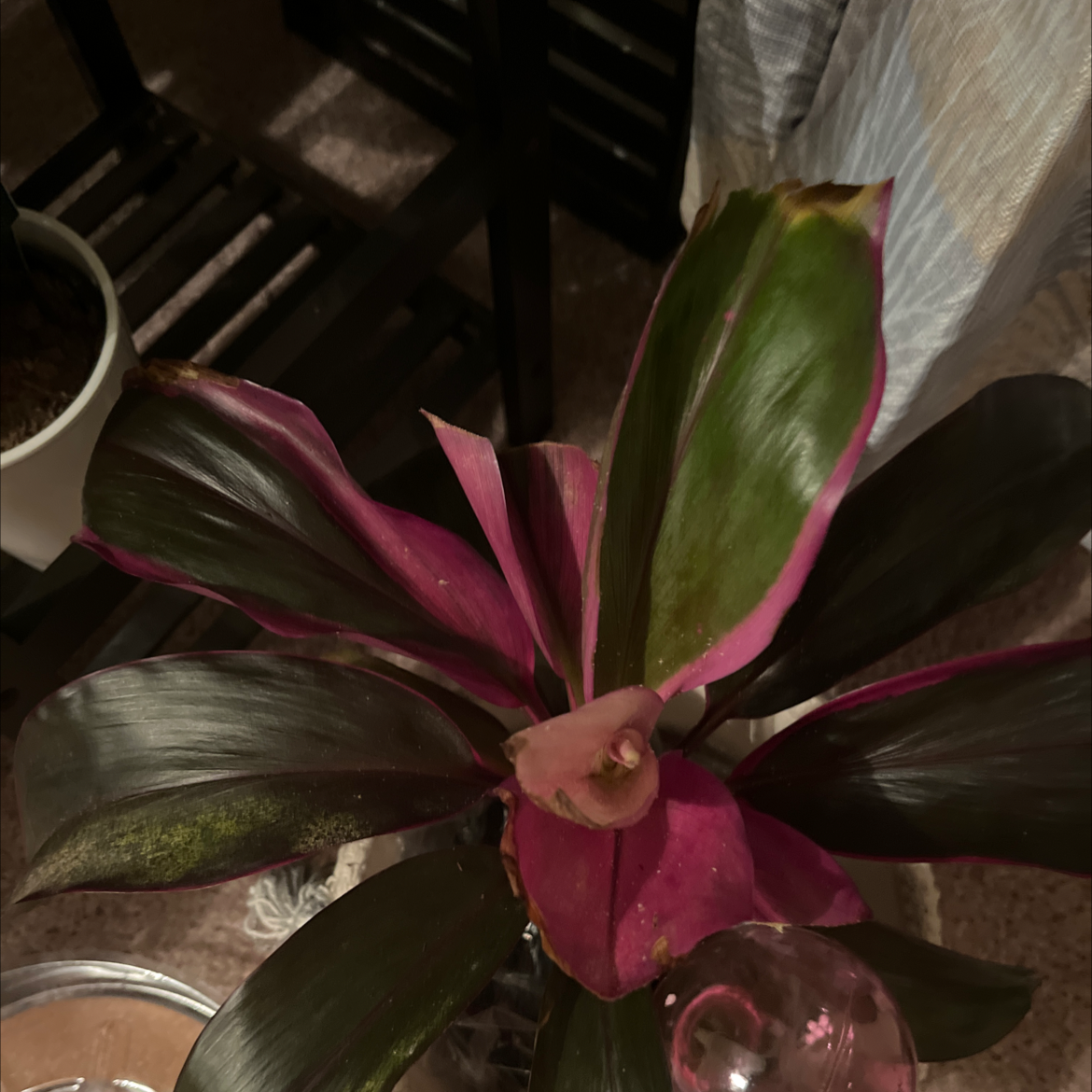 Ti Plant plant photo by @HonoredMaylily named Your plant on Greg, the plant care app.