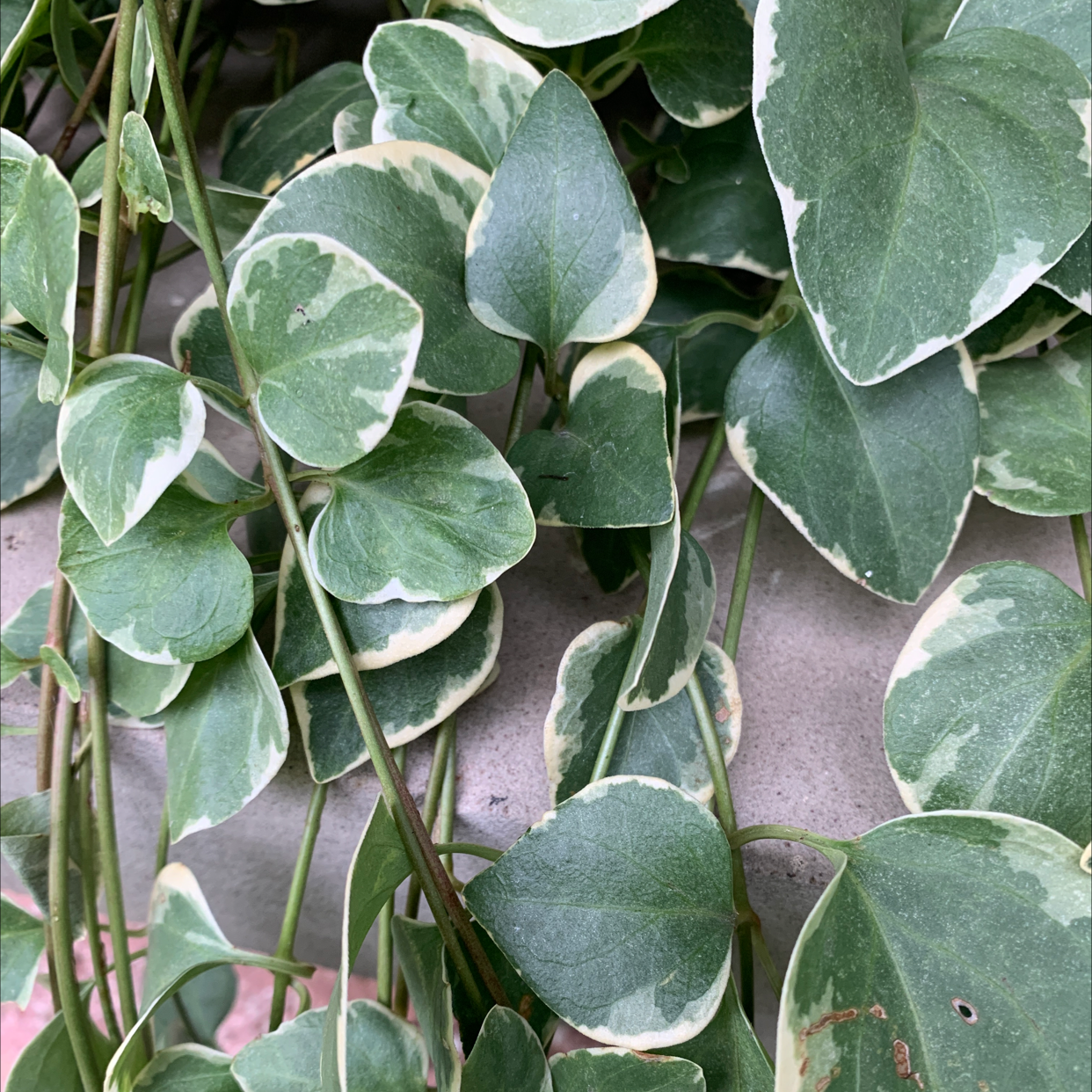 Close-up of healthy Greater Periwinkle plant leaves with distinctive green and white marbled coloring. The lush foliage indicates a thriving plant.