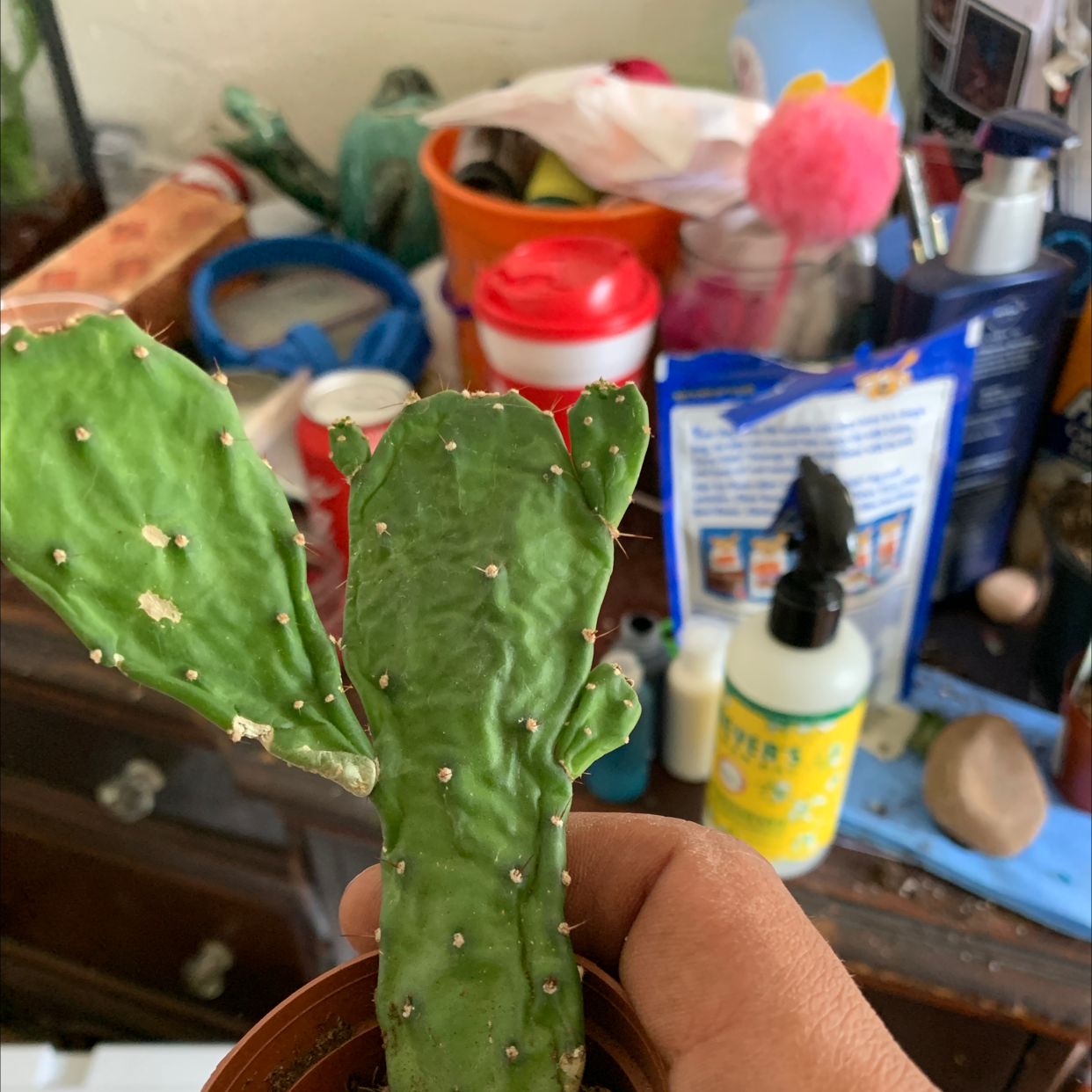 Drooping Prickly Pear plant held by a hand with visible soil in a small pot.