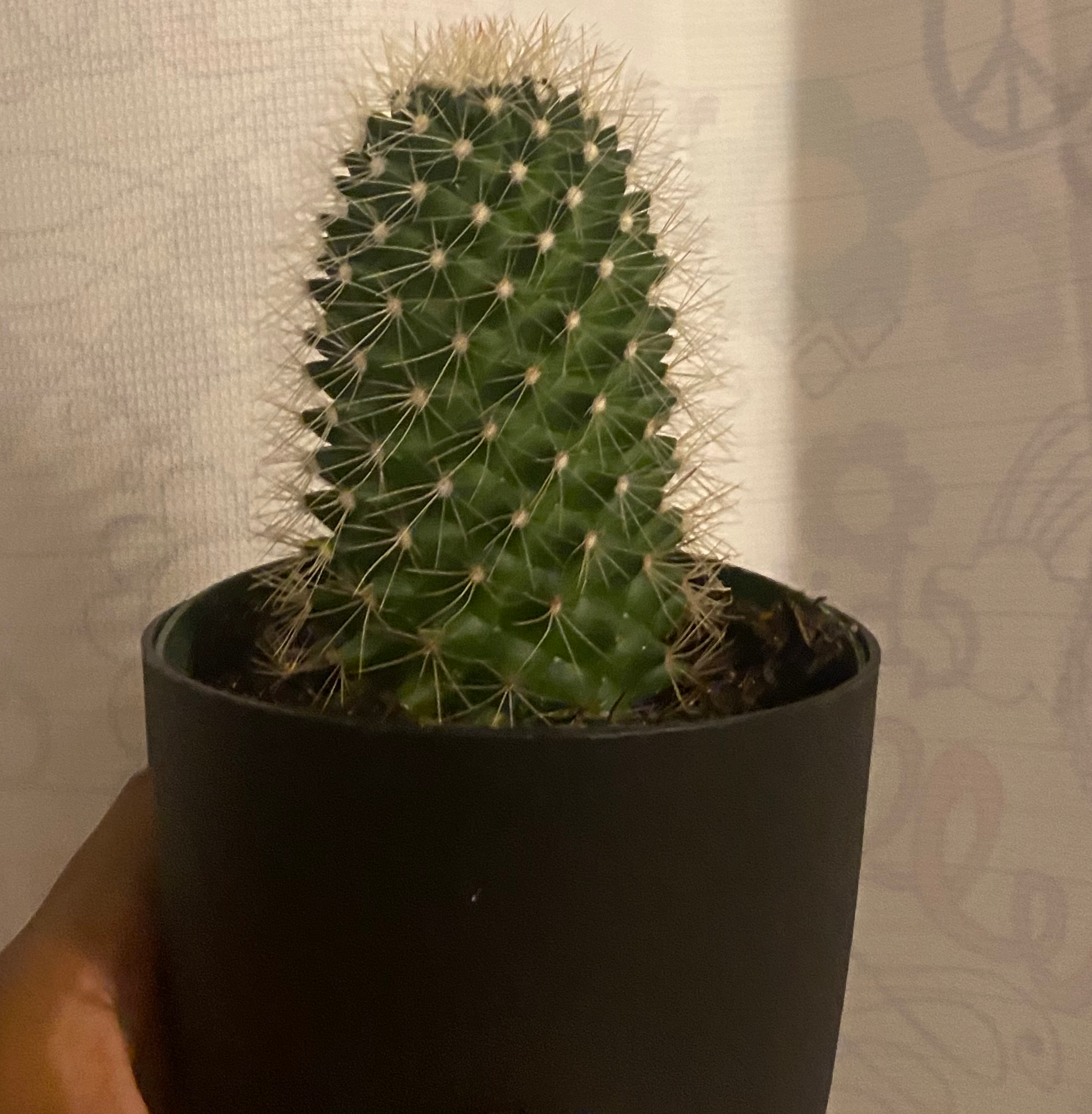 Mammillaria backebergiana cactus in a black pot, held by a hand.