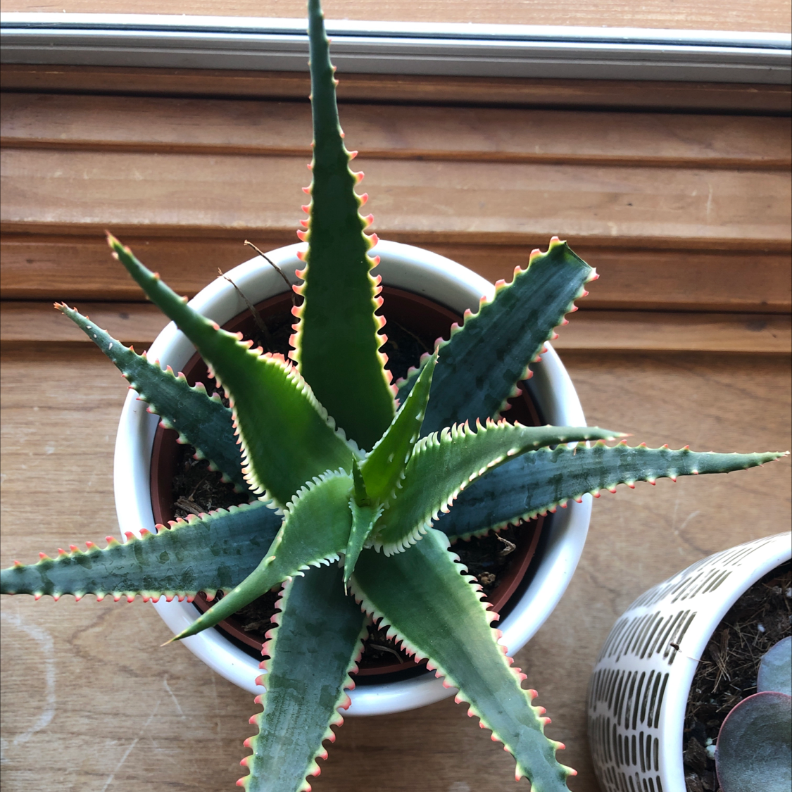 Broad-Leaved Aloe plant in a white pot on a wooden surface, with vibrant green leaves and red-tipped edges.
