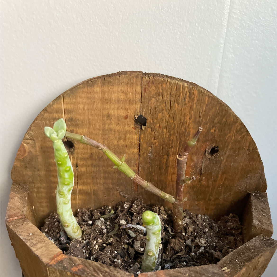 Crassula mesembryanthemoides plant in a wooden pot with some dry stems and visible soil.