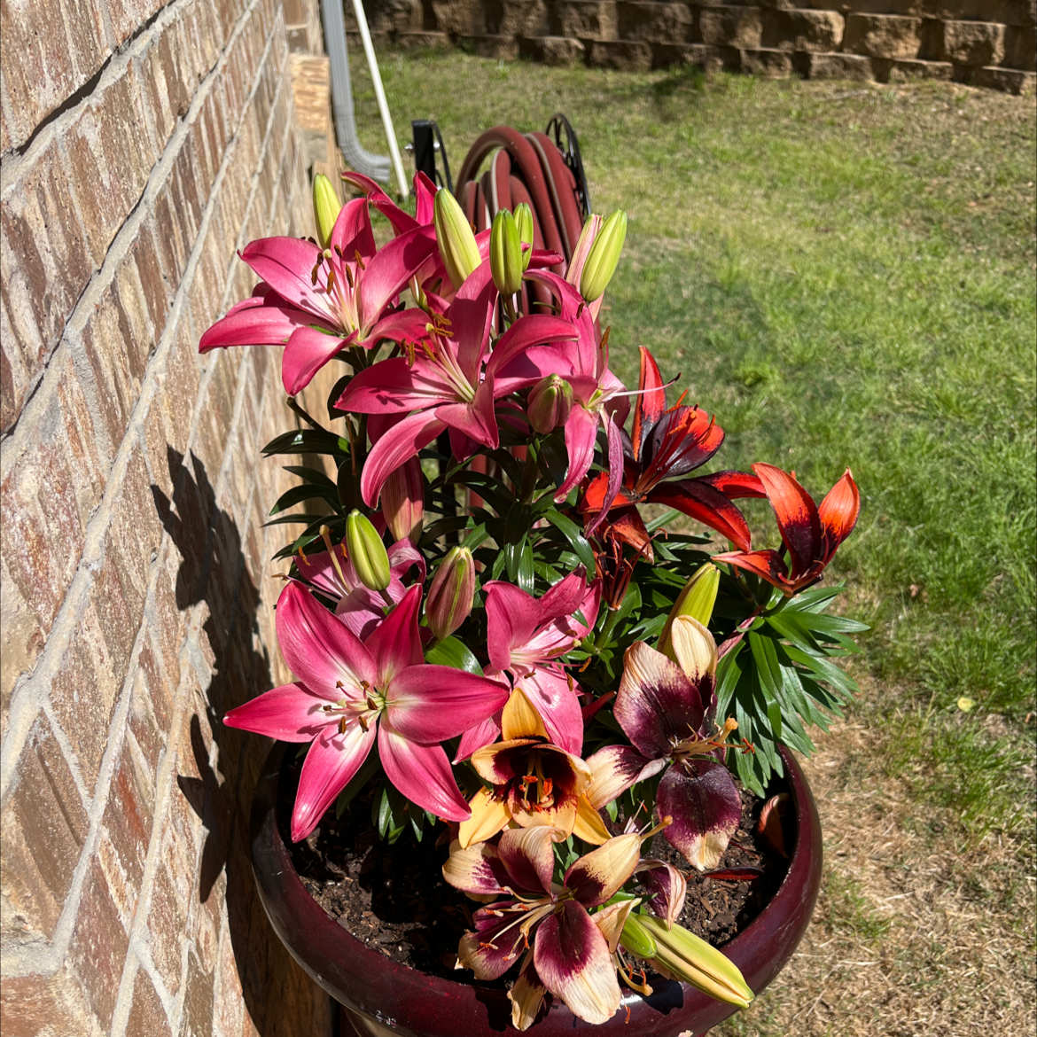 Potted Orange Lily plant with vibrant blooming flowers placed outdoors against a brick wall.