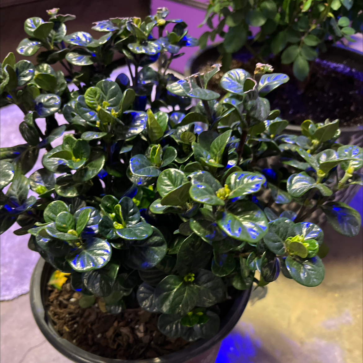 Photo of the plant species Diamond Spire® Gardenia by @LucentKermesoak named John on Greg, the plant care app
