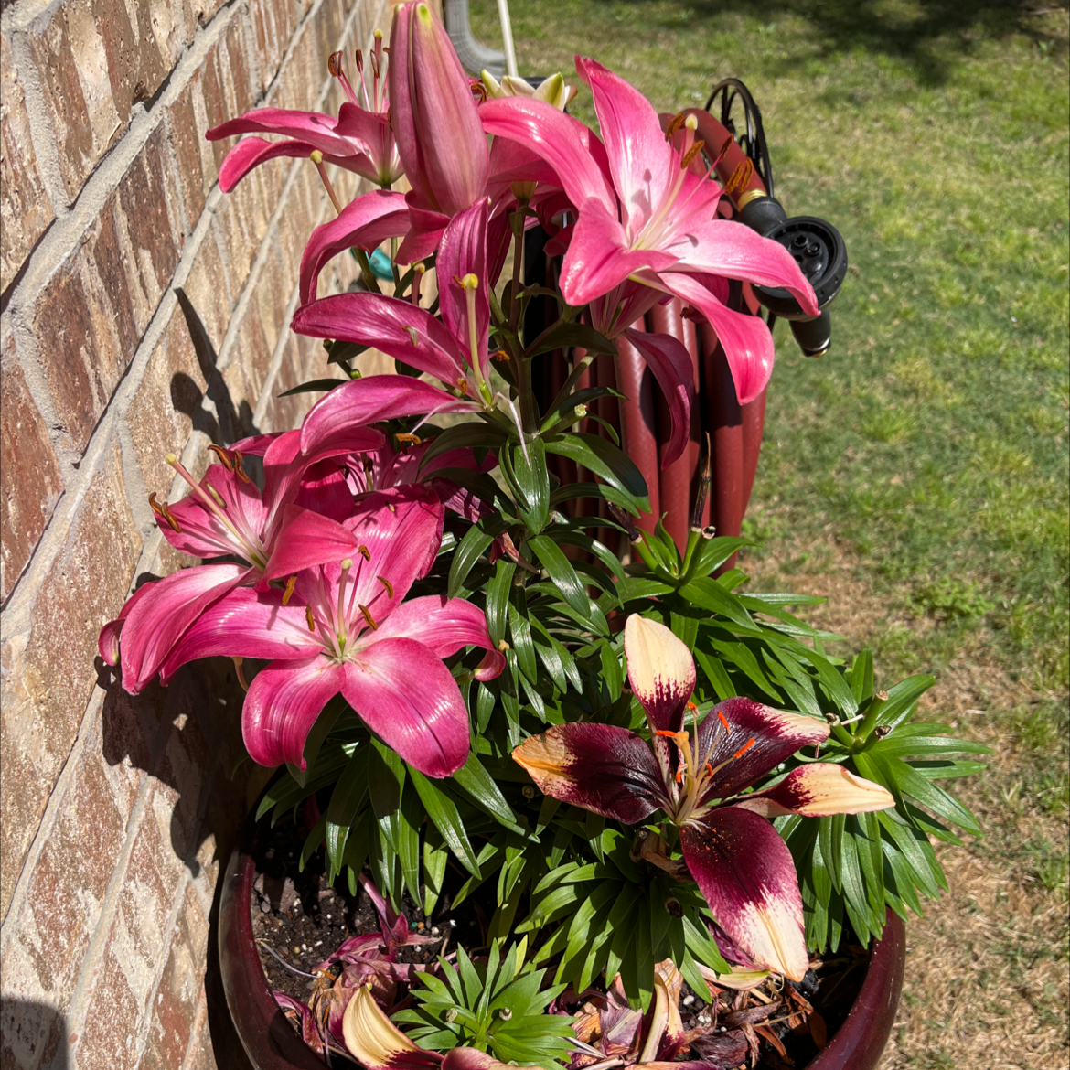 Potted orange lilies with some flowers showing browning and discoloration against a brick wall.