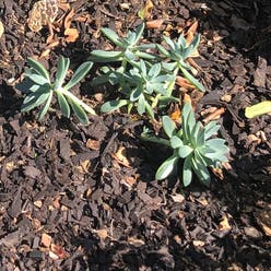 Pachyveria 'Blue Quartz' plant