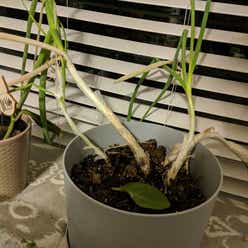 Long Green Onion plant