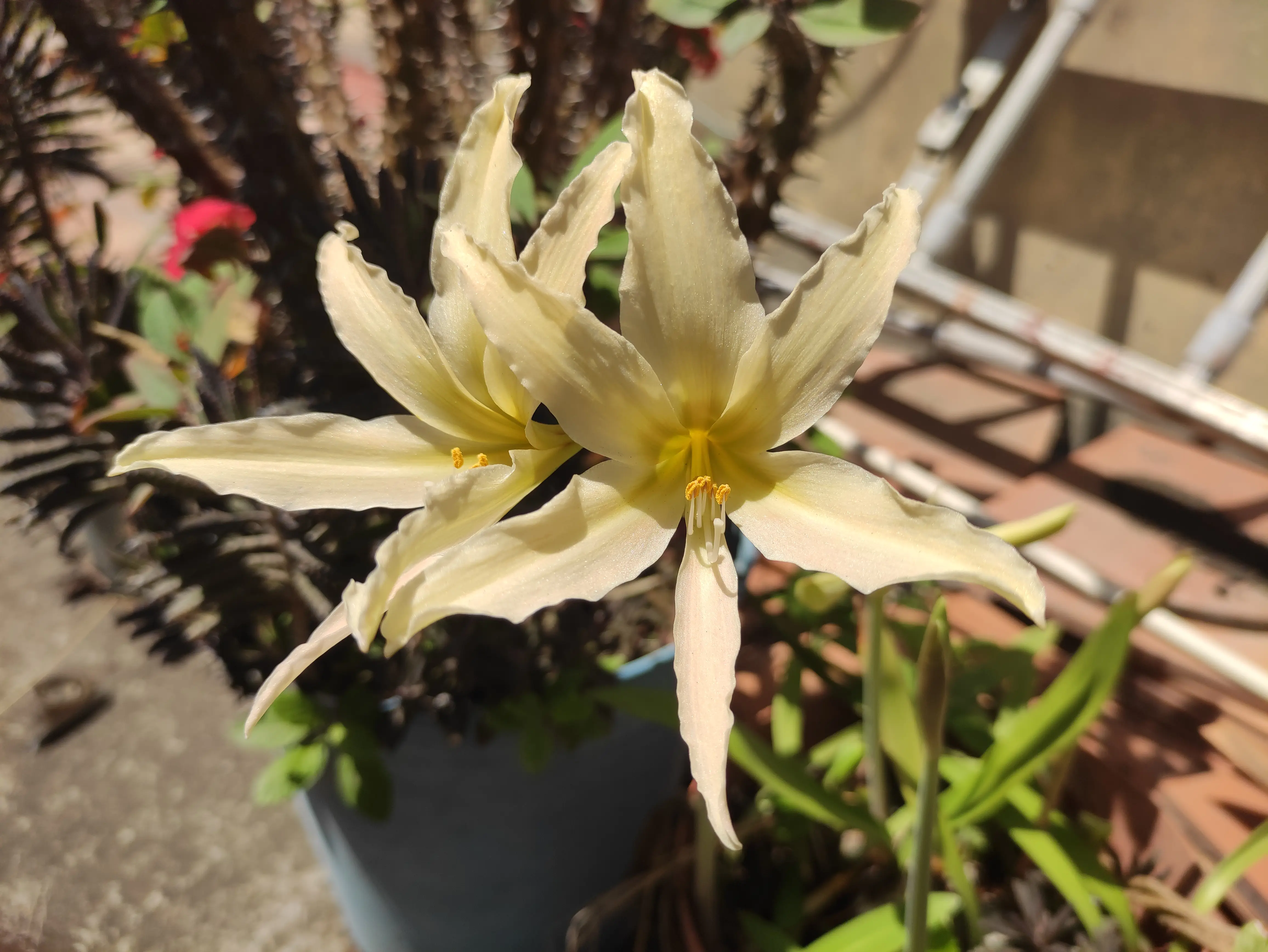 Photo of the plant species Oregon's Fawn-Lily by @hellerunne named Daphne on Greg, the plant care app