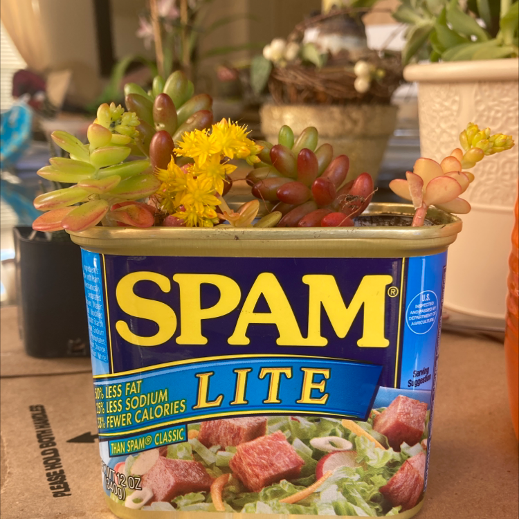 Palmer's Sedum plant in a SPAM Lite can, with vibrant leaves and yellow flowers.