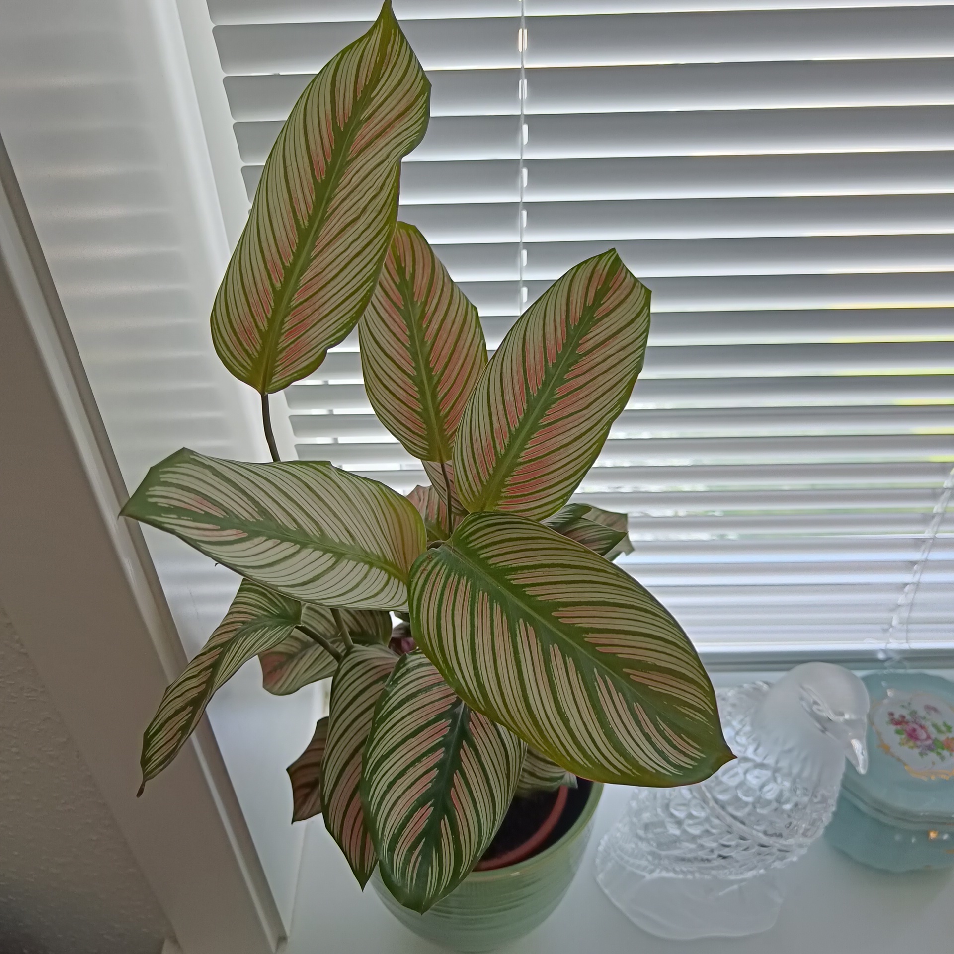 Goeppertia majestica plant with variegated leaves on a windowsill.