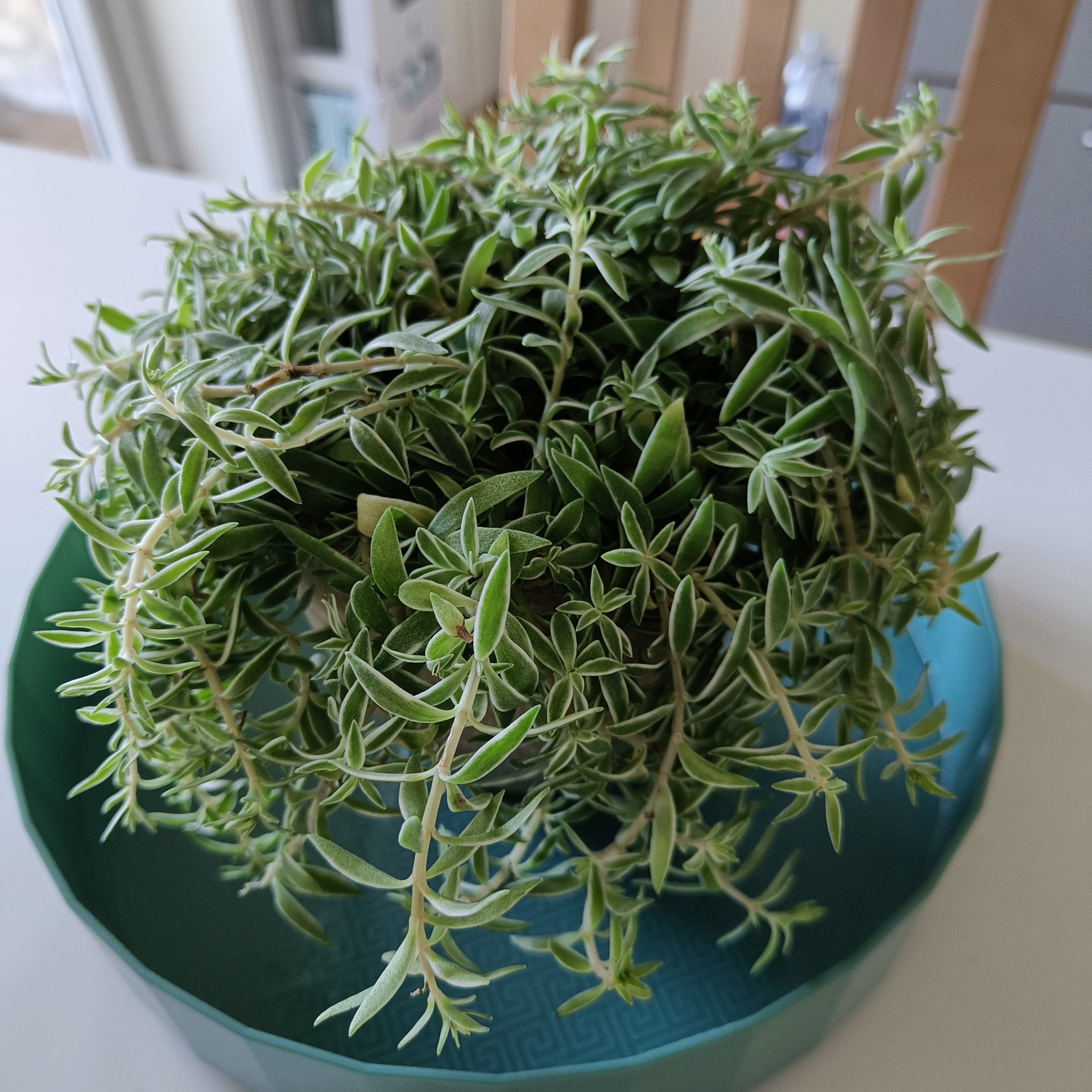 Healthy Carpet Sedum plant in a green container with dense, green foliage.