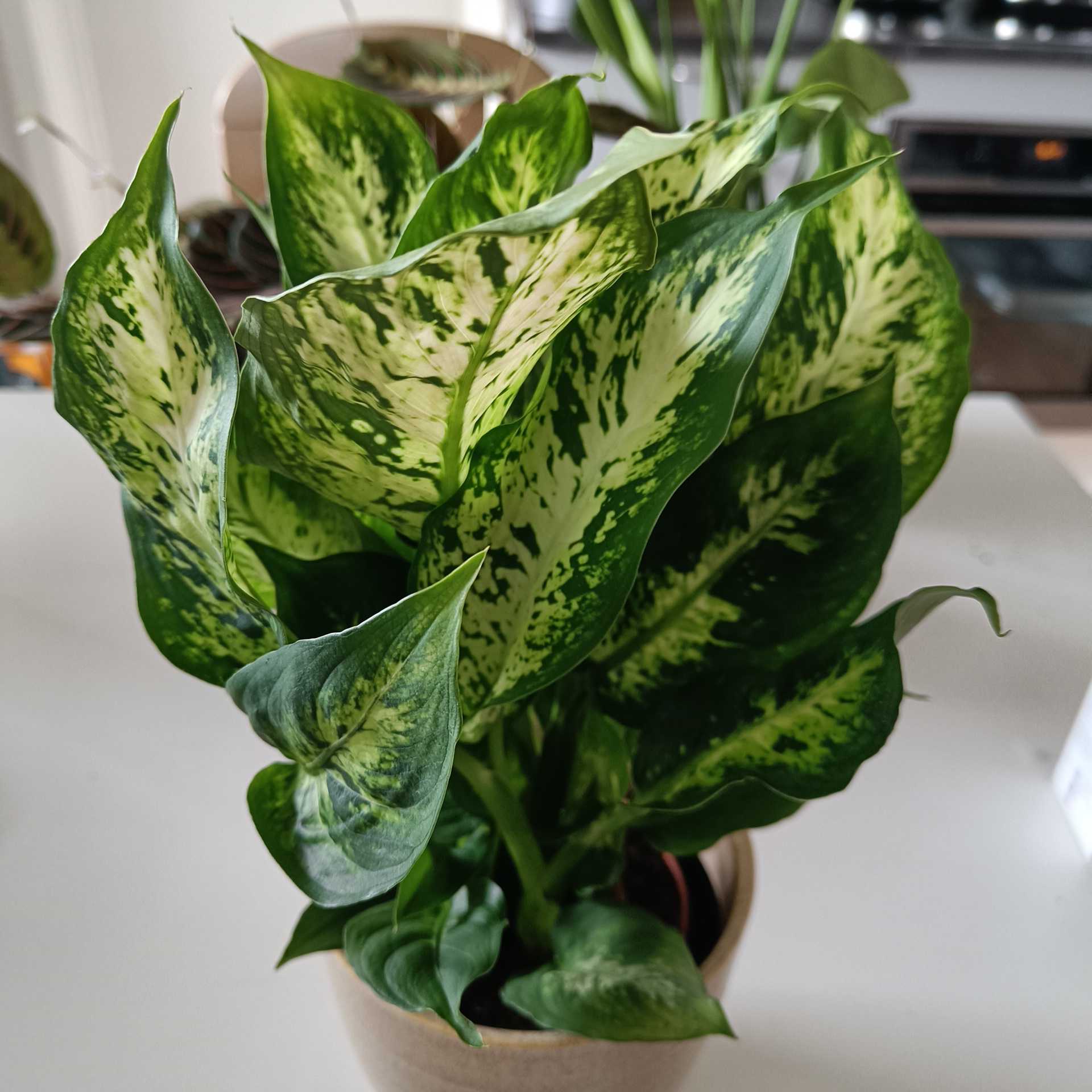 Dieffenbachia 'Compacta' plant with vibrant green and white variegated leaves.