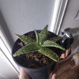 Snowflake Aloe plant in St. Petersburg, Florida