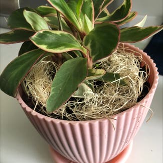 Peperomia 'Ginny' plant in Somewhere on Earth