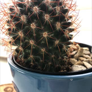 Simpson Hedgehog Cactus plant in Somewhere on Earth